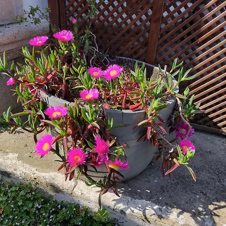 D'hotes L'insulaire Penzion