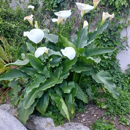 Penzion D'hotes L'insulaire