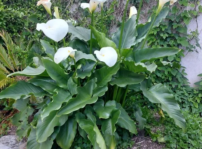 Gasthof D'hotes L'insulaire
